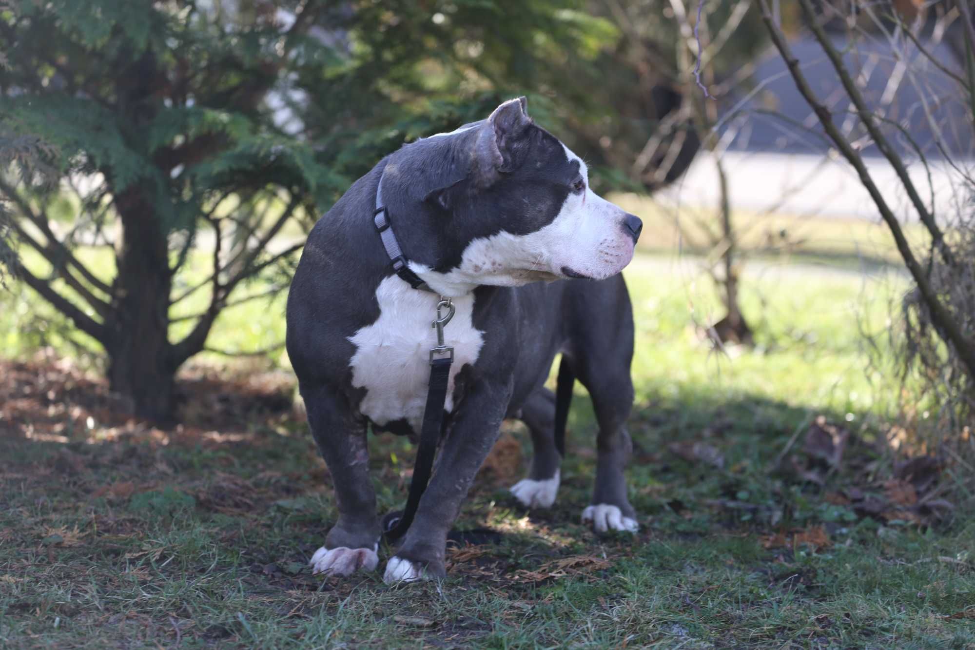 American Bully suczka dorosła