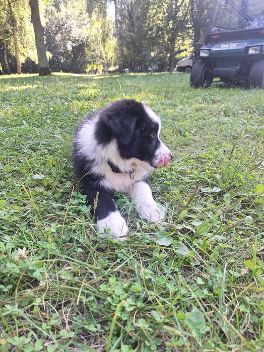 Border collie szczeniak gotowy do odbioru szuka domu
