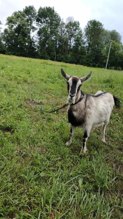 Продам молоденьке козенятко