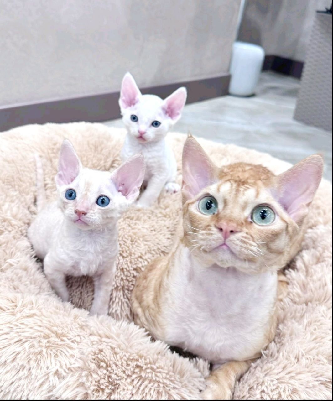 Коуч ICF, психолог, педагог, знакомство !