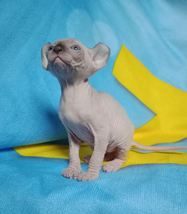 Єльф канадський Сфінкс хлопчик