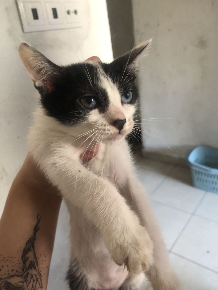 Gatos para adopção