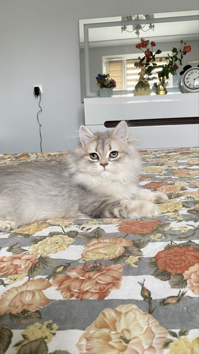 Британське кошеня голубе золото