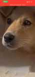Cudowna suczka do adopcji