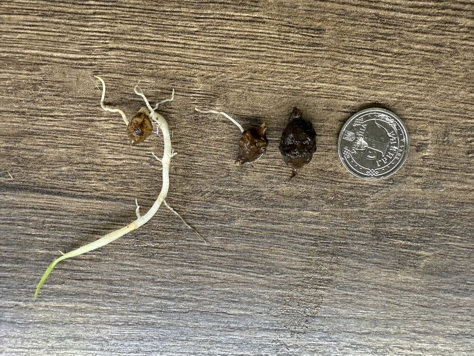 Бульби алоказіі макроріза ауреа варієгата