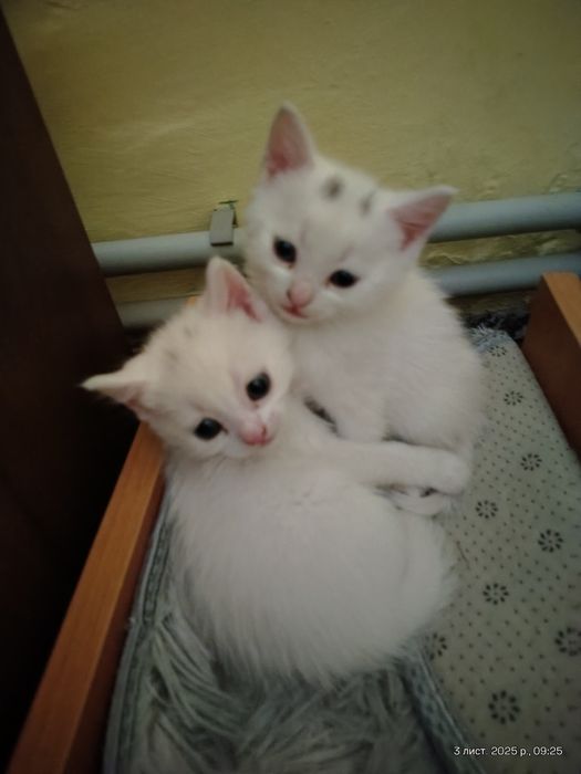 Кошенята від мами шотландки