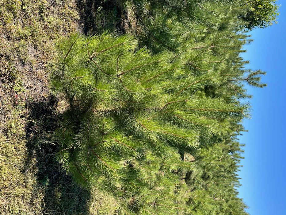 Сосна крымская с комом (1.5 - 2 метра)