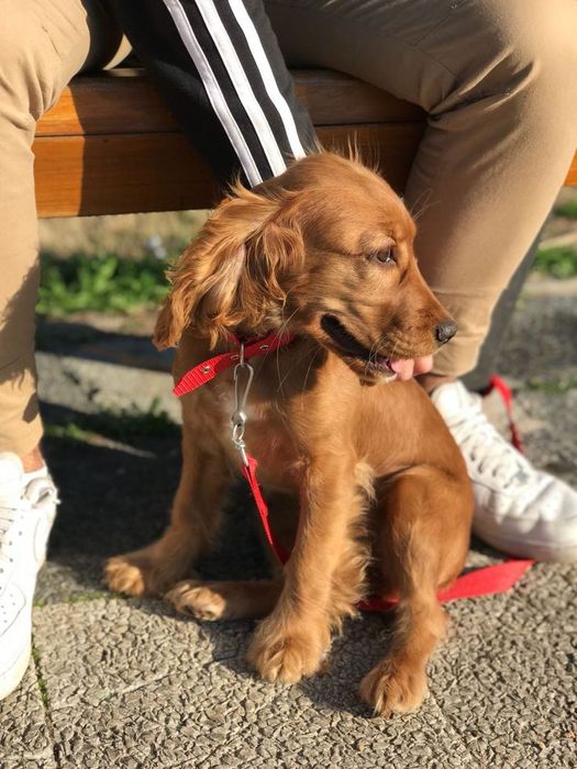 Цуценята Англійського кокер-спанієля шукають родину