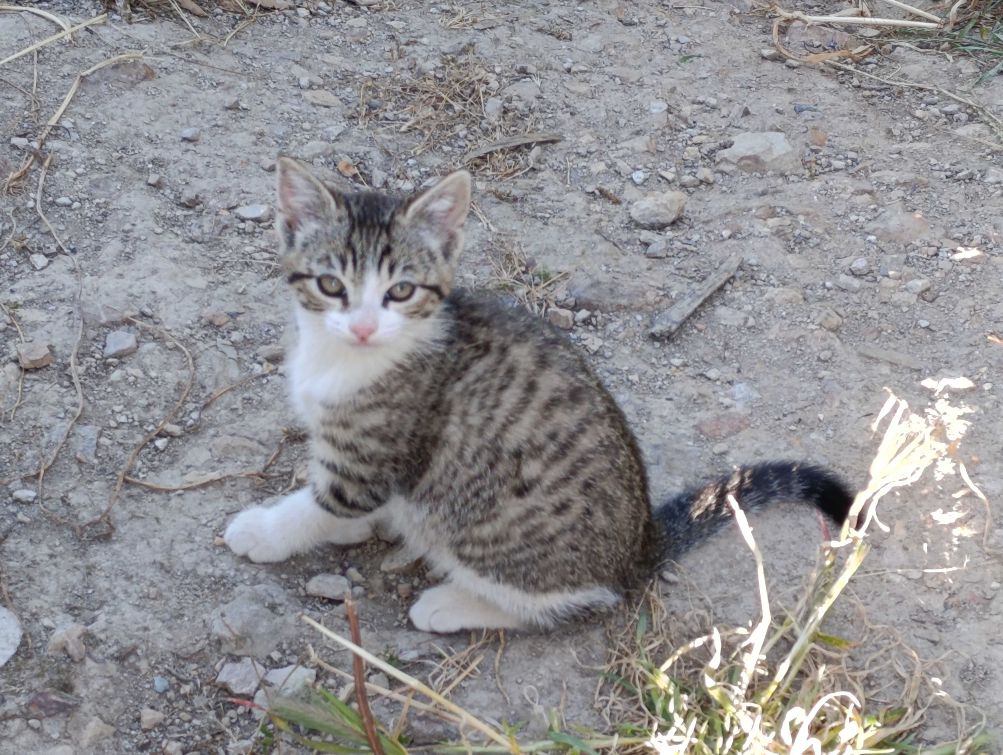 Gatinhas fêmeas para adoção