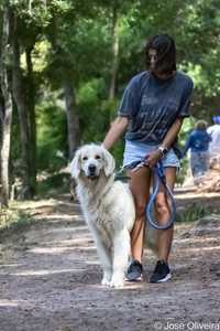 Dogwalker e petsitting ao domicilio e banhos!