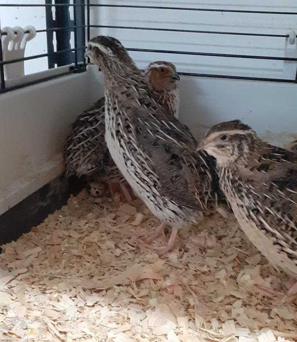 Troco varias gaiolas grandes e pequena q tenho p aves ou outras coisas