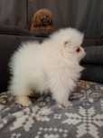 Przeuroczy pomeranian poleca się do nowego domu