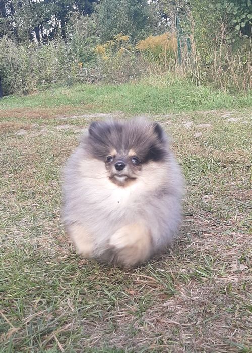 Chłopczyk Szpic miniaturowy pomeranian