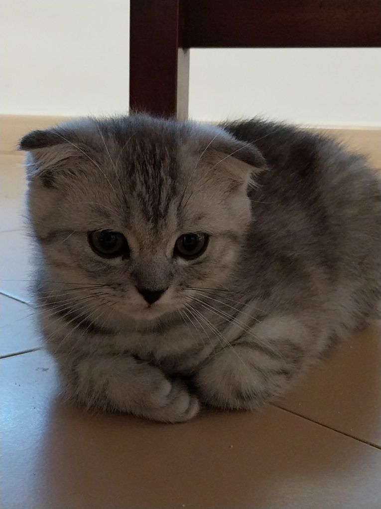 Gatinho Scottish Fold