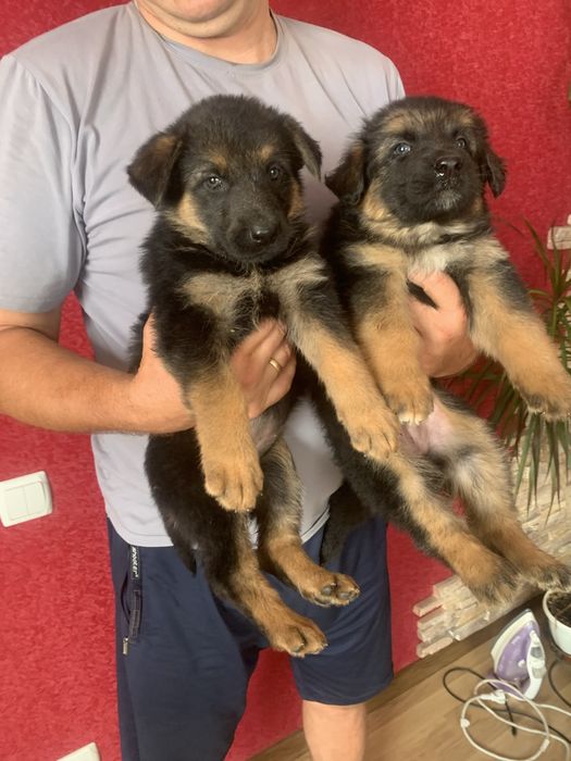 Продам цуценят Німецької вівчарки