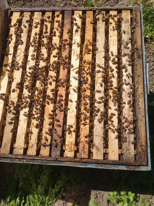 Продам бджолосiм'i породи карнiка, карпатка