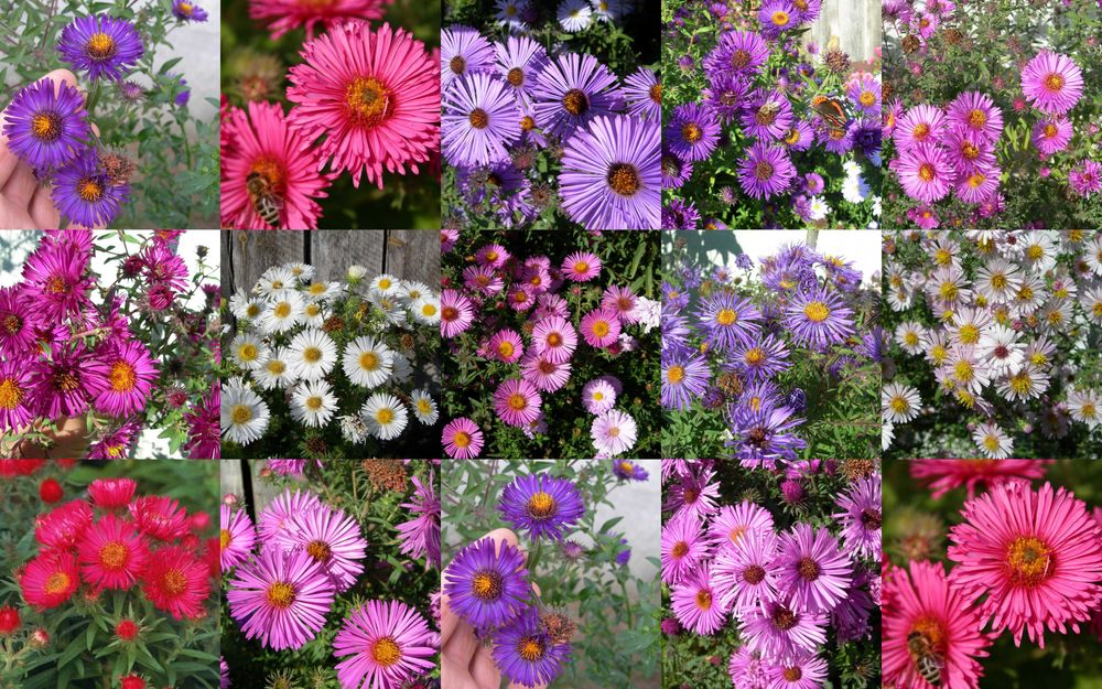 Astry jesienne-Marcinki,zestaw 10szt, różne kolory, wysokie 120-150cm