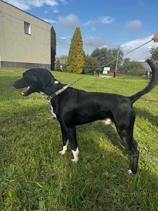 Frugo w typie psa myśliwskiego