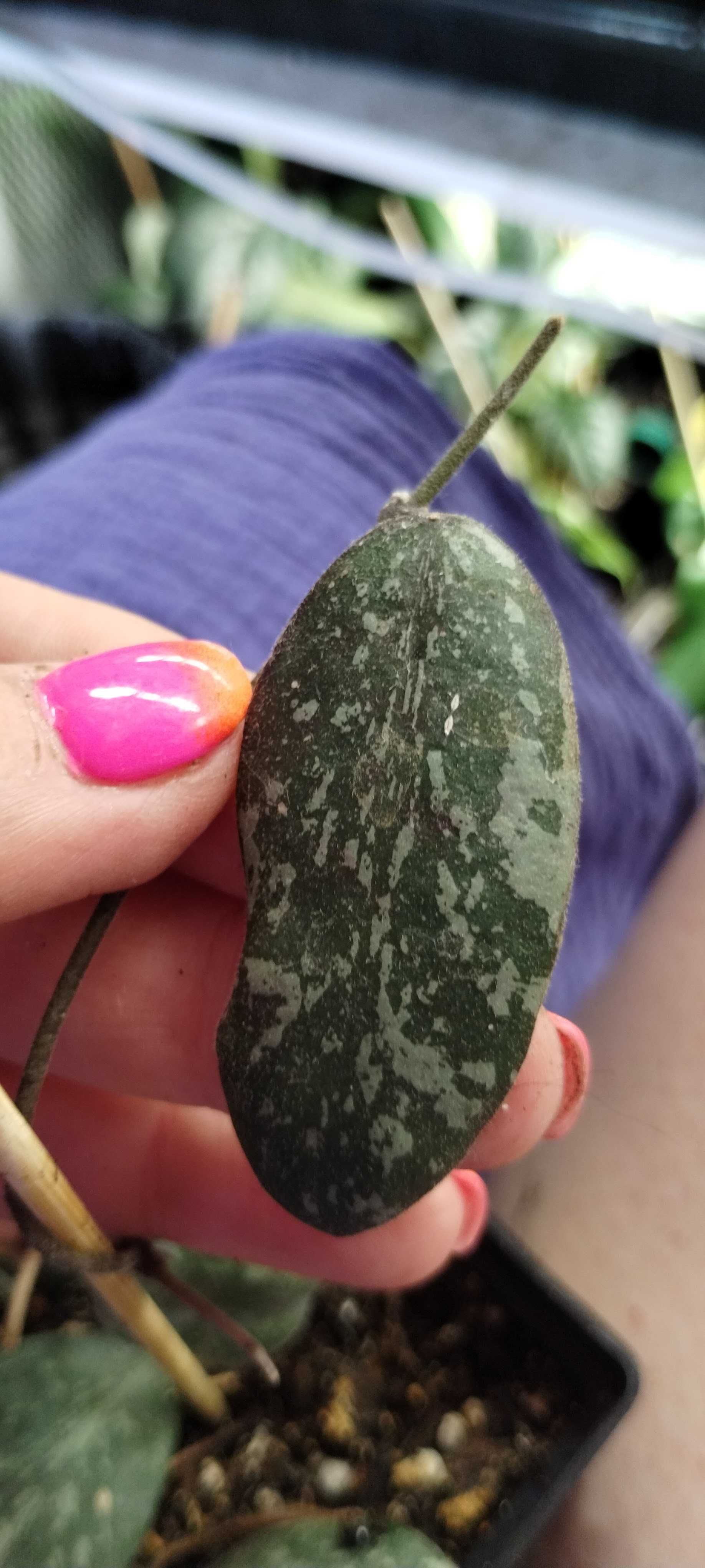 hoya sigillatis-1liścienny cięty pęd