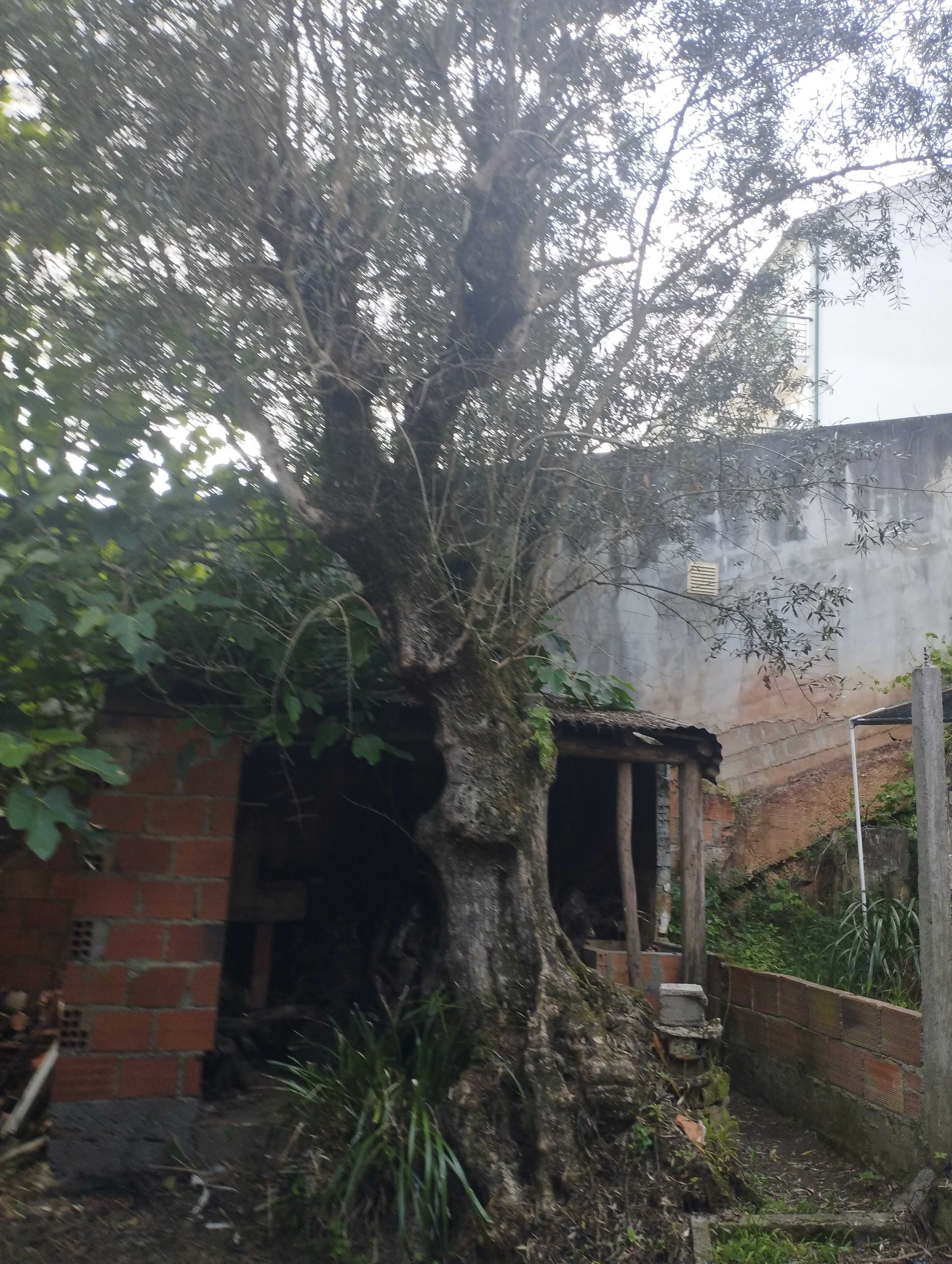 Oliveiras Centenárias   Várias Disponíveis