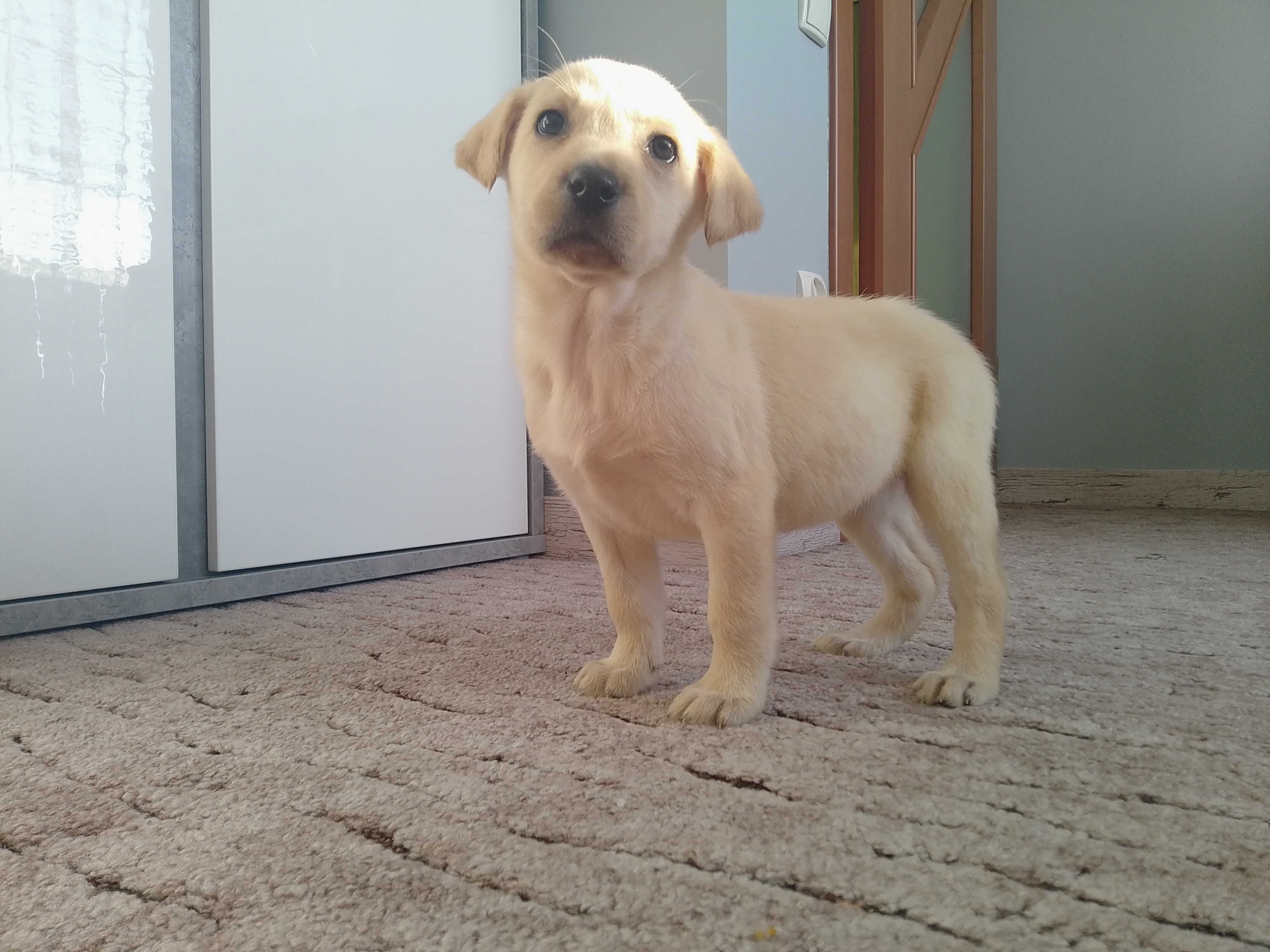 Labrador Retriever szczeniaczek .