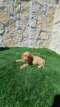 Cocker Spaniel Inglês dourado