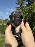 Sunia buldog francuski