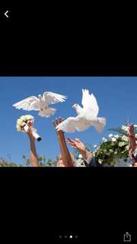 Продам  голубів на свадьбу выпускной
