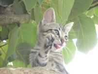 DOU gatinhos bebés meigos