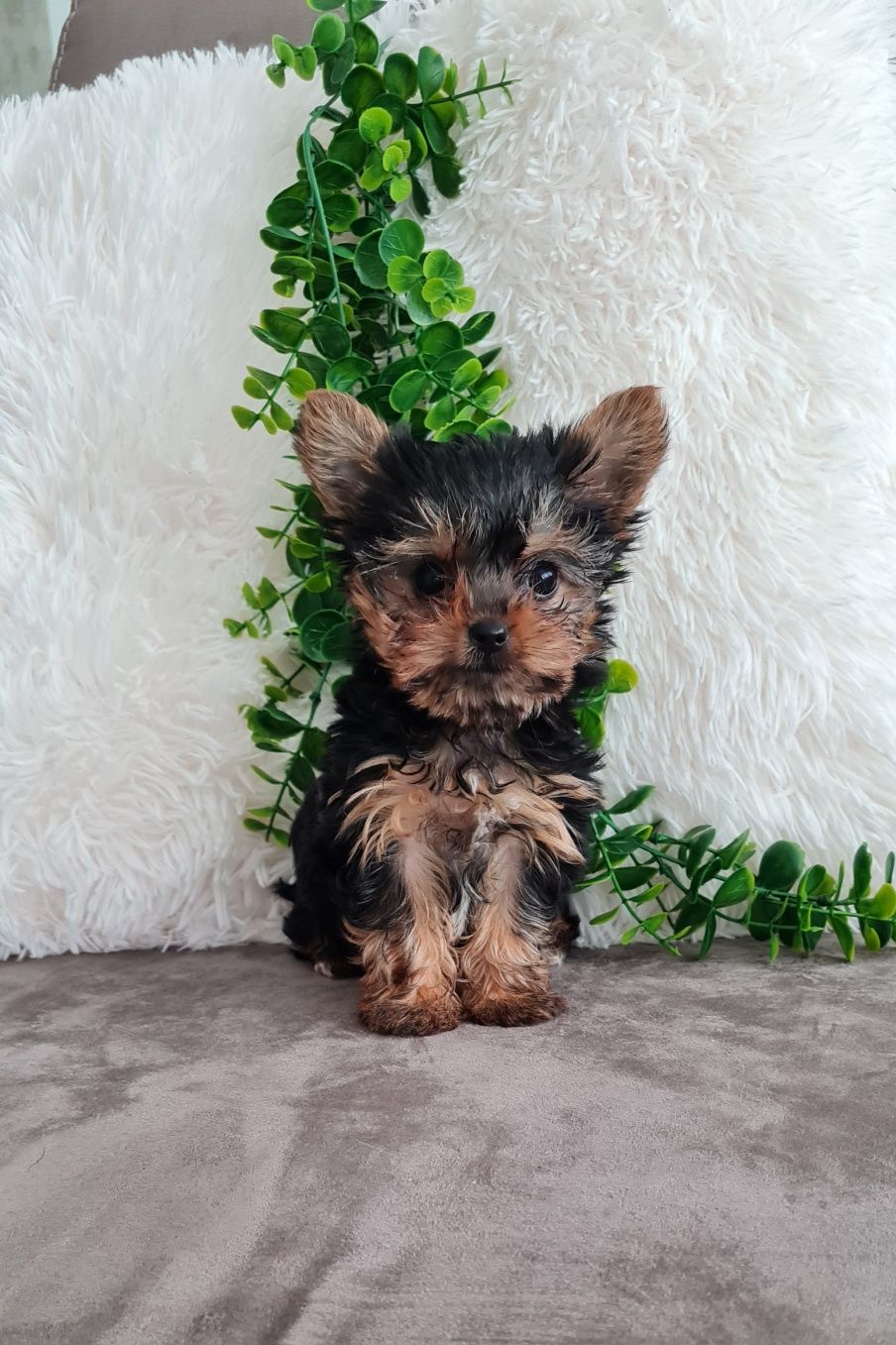 Yorkshire Terrier, mini, top