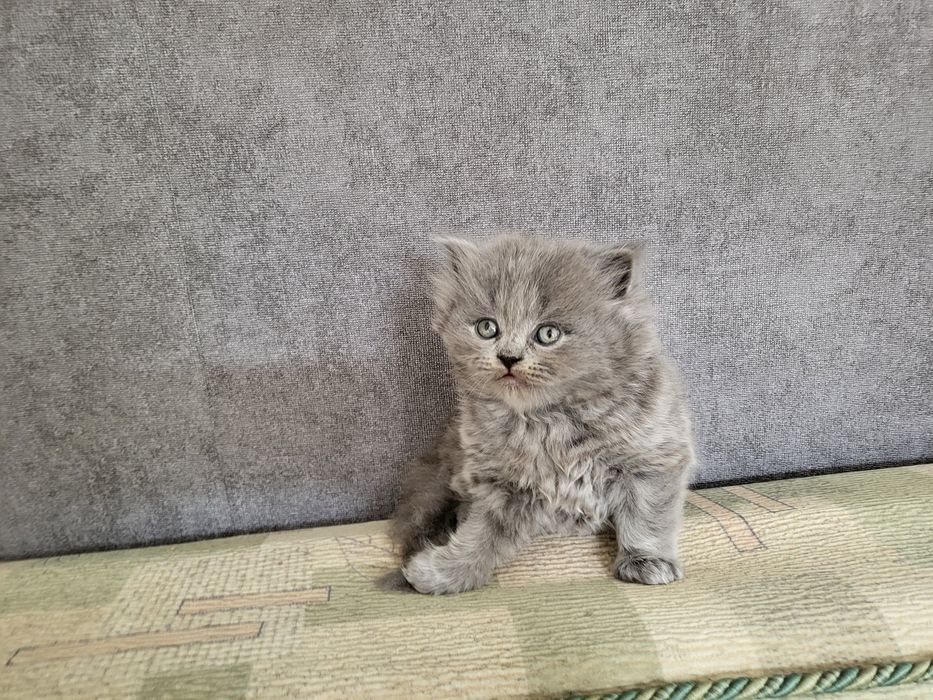 Шотландський хлопчик