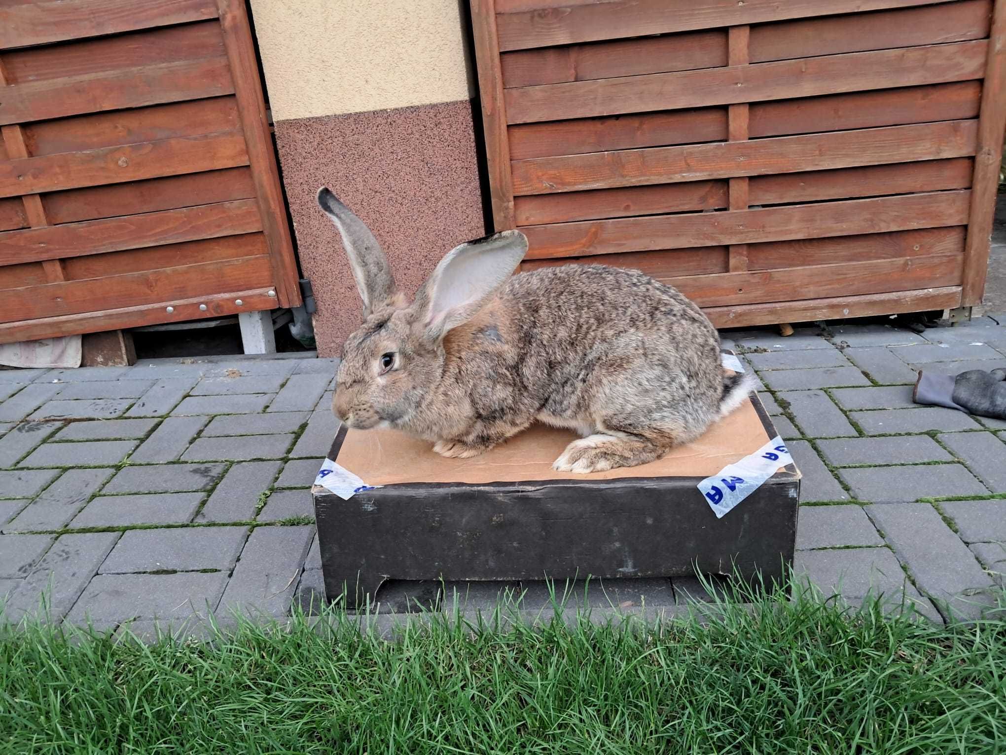 Królik Belg, Sprzedam/Wymienię