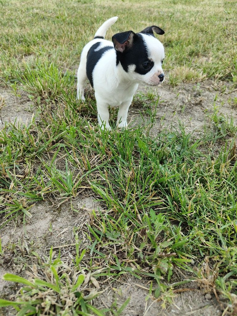 Chihuahua krótkowłosa piesek