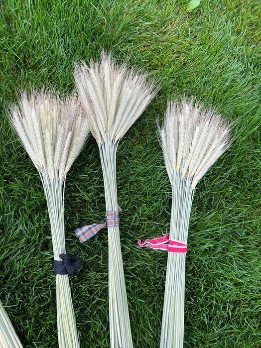 Льон, Пшениця, Овес, жито, нігела, фаляріс, сухоцвіти, соломка павука