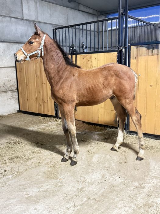 Źrebak/odsadek po Vincento des Forets