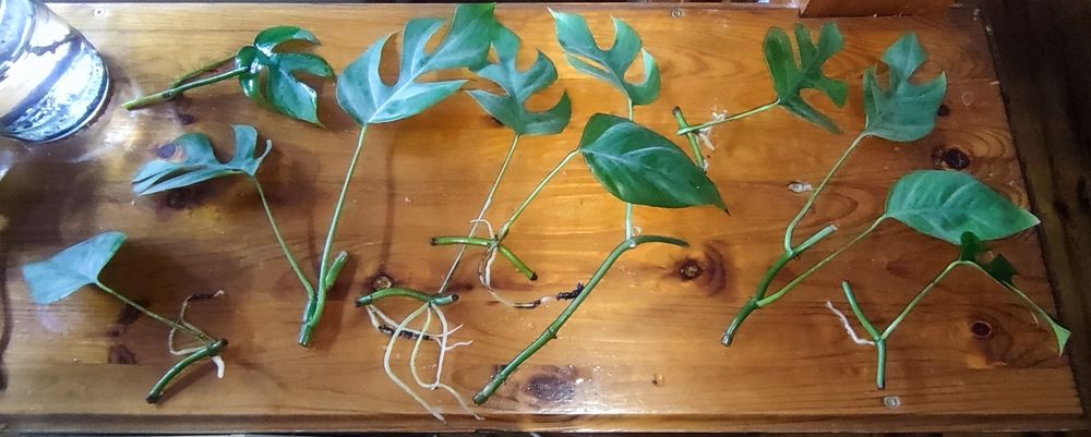 Monstera minima ukorzeniony węzeł