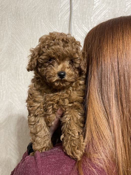 Пропонується той пудель