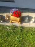 donice ogrodowe z drzewa sosnowego