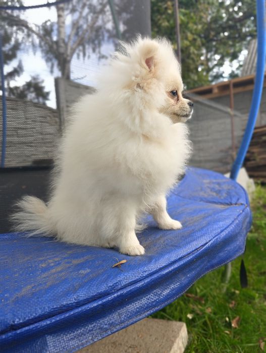 Szpic Miniaturowy Pomeranian - gotowa na zmianę domku