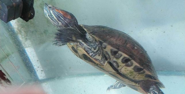 Продам червоновуху (красноуху) акваріумну черепаху