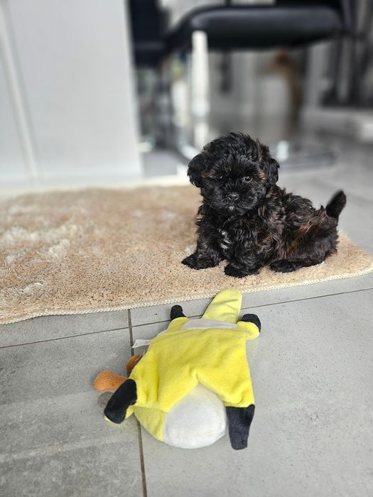 Zobacz Filmik Zjawiskowa Dziewczynka Maltipoo