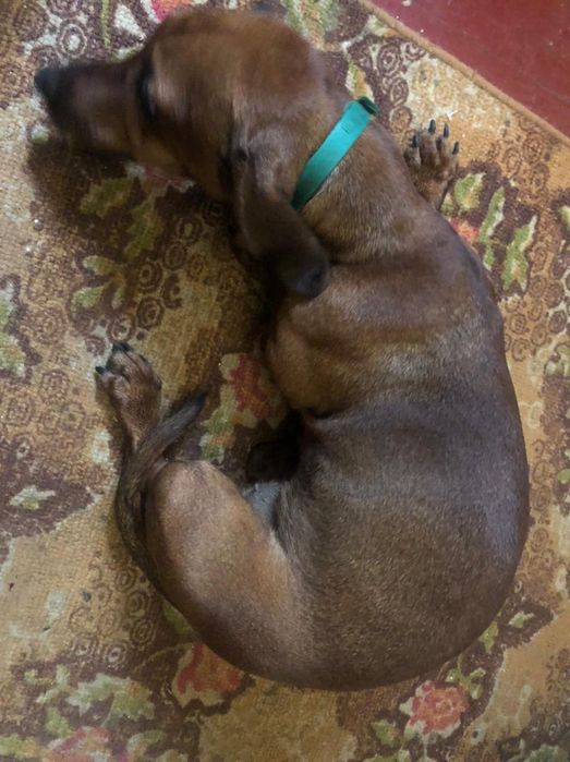 Продаю таксу девочку