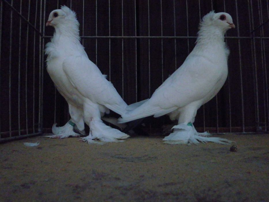 gołębie ozdobne dryliery