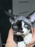 Kocurki Devon Rex    3 maluszki do rezerwacji! Utytułowani rodzice, ty
