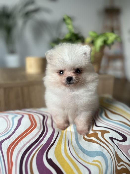 Perełka - Kremowa suczka xxs pomeranian, szpic miniaturowy