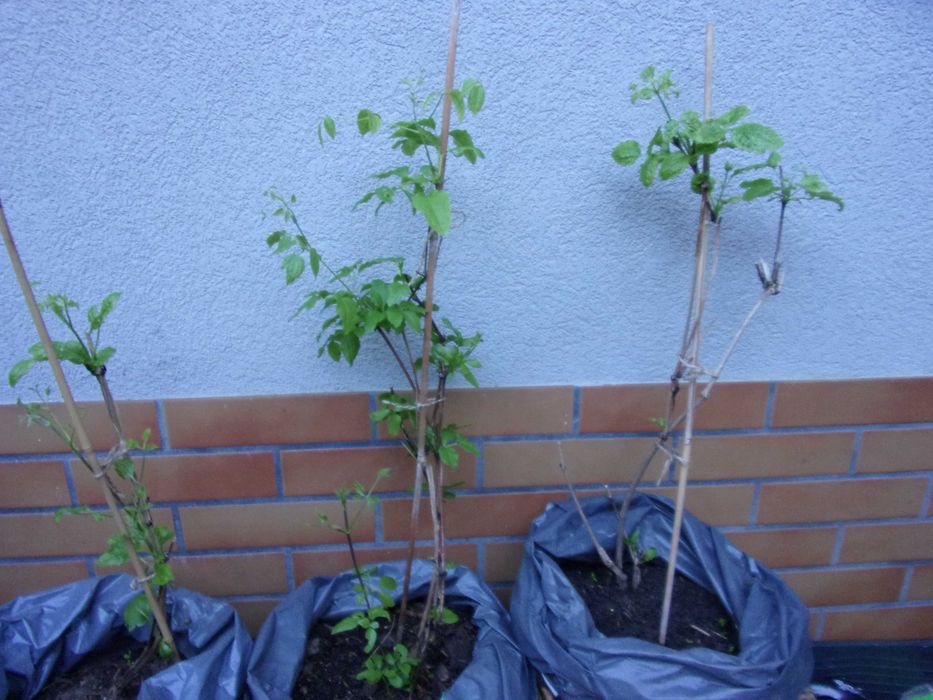 powojniki clematis biały 20zł odbiór w Olsztynie