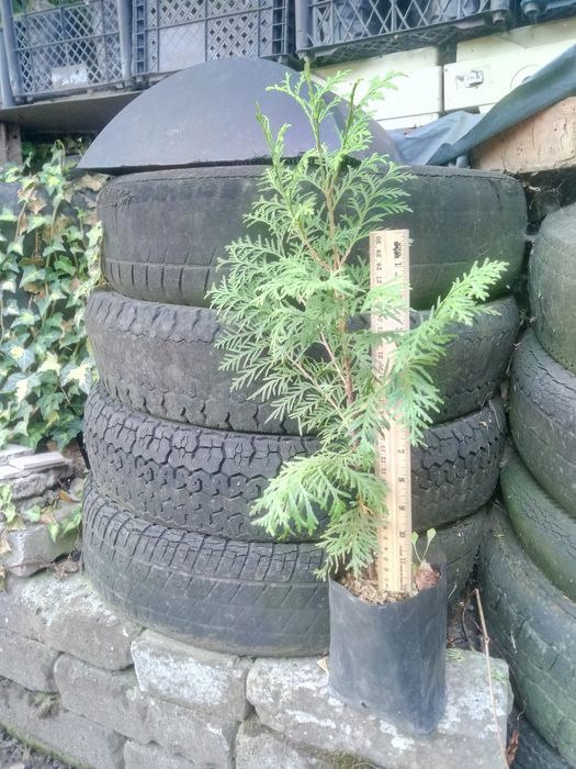 Лаванда для лавандового поля. Кизильник цельнокрайний.Чабрец кустовой.