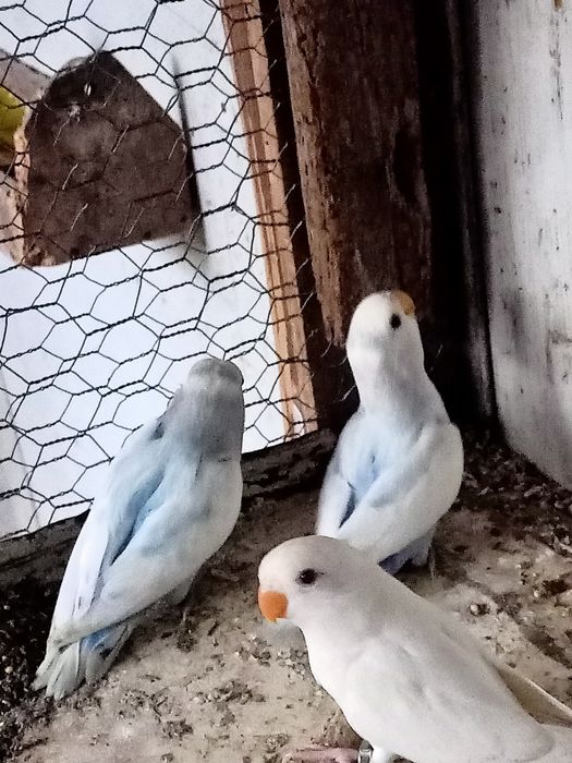 Agapórnis não sexados