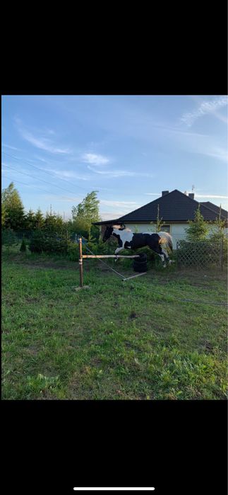 Klacz szuka dobrego domu