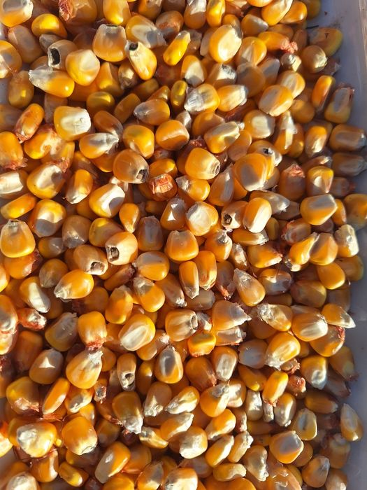 Kukurydza mokra CCM. Transport 10 ton